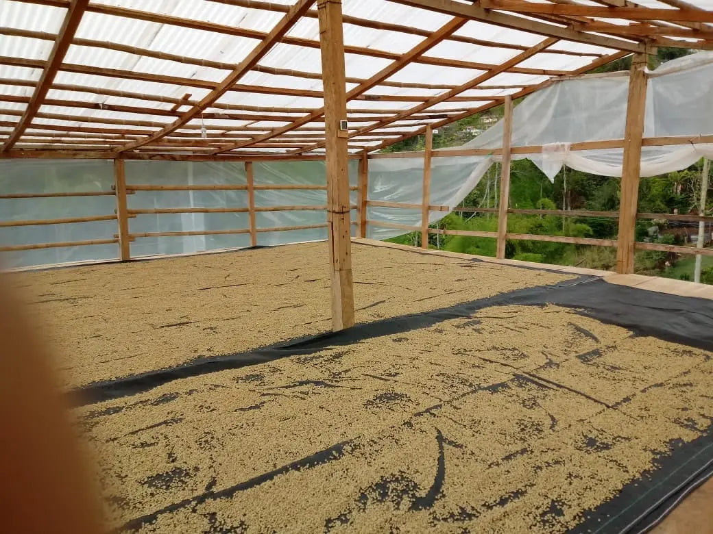 1904: Rwanda Uncharted Coffee Supply