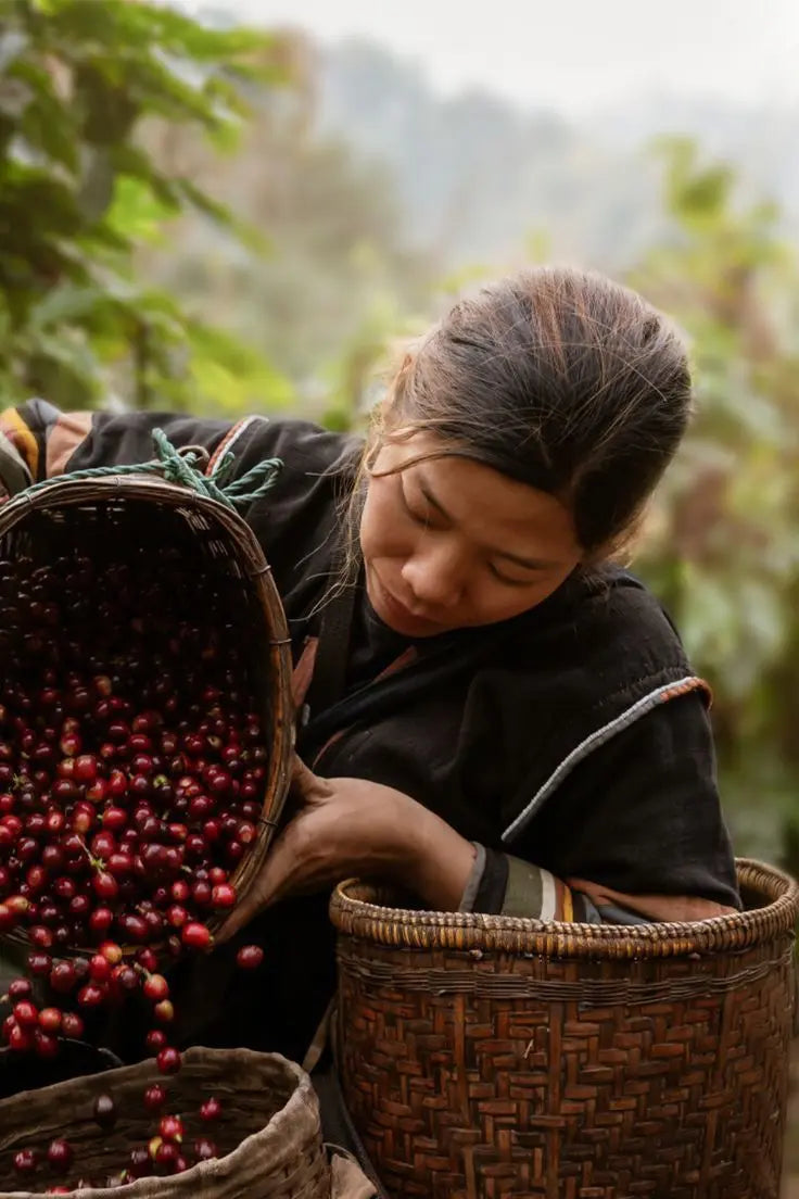 1699:  Indonesia Uncharted Coffee Supply