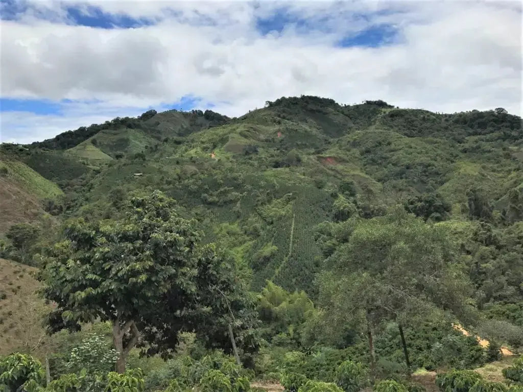 Colombia | Aromas Del Sur | Decaf Prevail Coffee