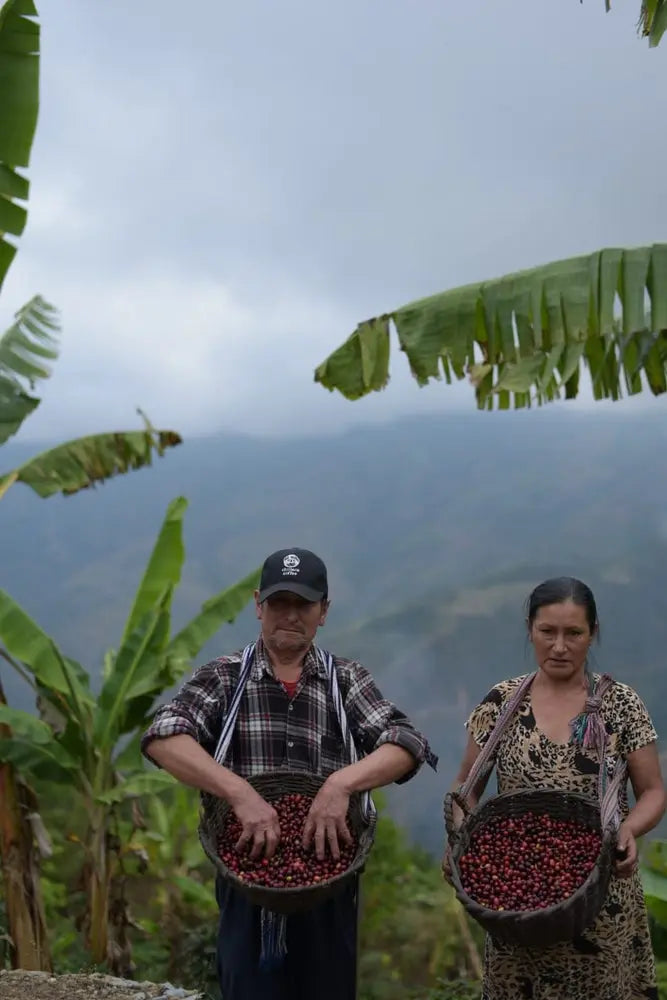 1740: Peru Uncharted Coffee Supply