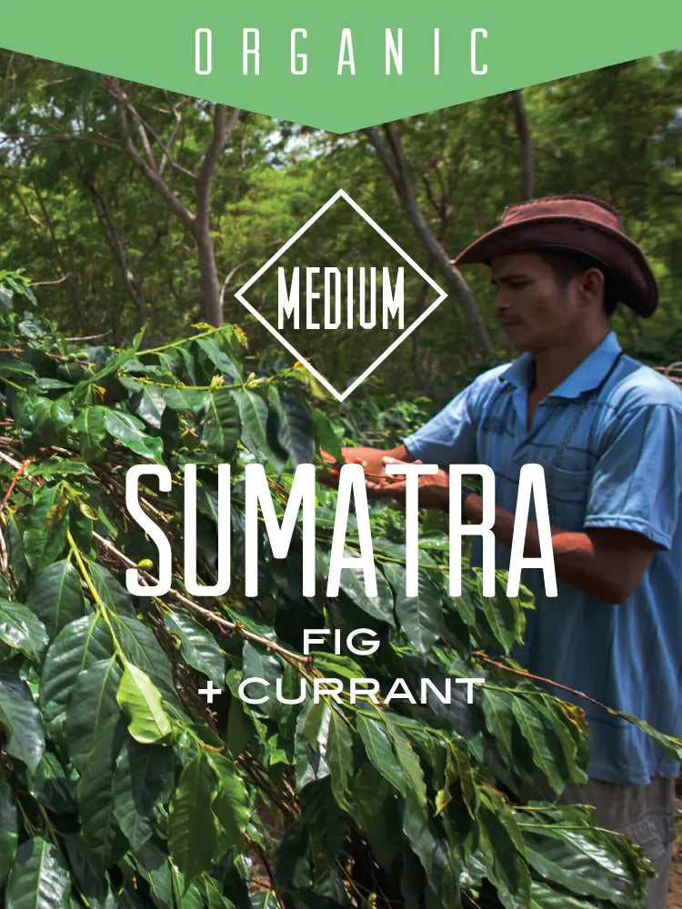 Organic Sumatra Bener Meriah Mandiri Centri Coffee