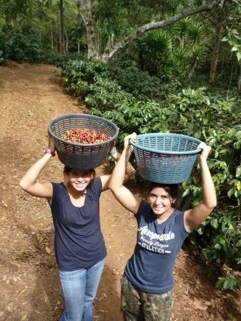 Farmer's Daughter Blend Prevail Coffee