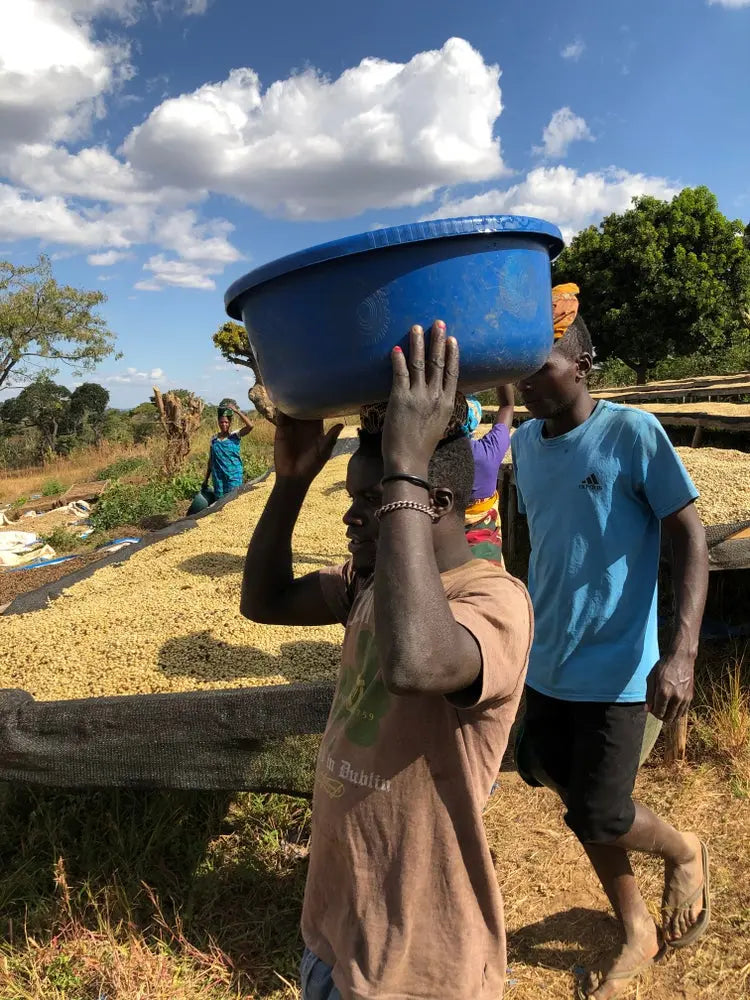 1904: Rwanda Uncharted Coffee Supply