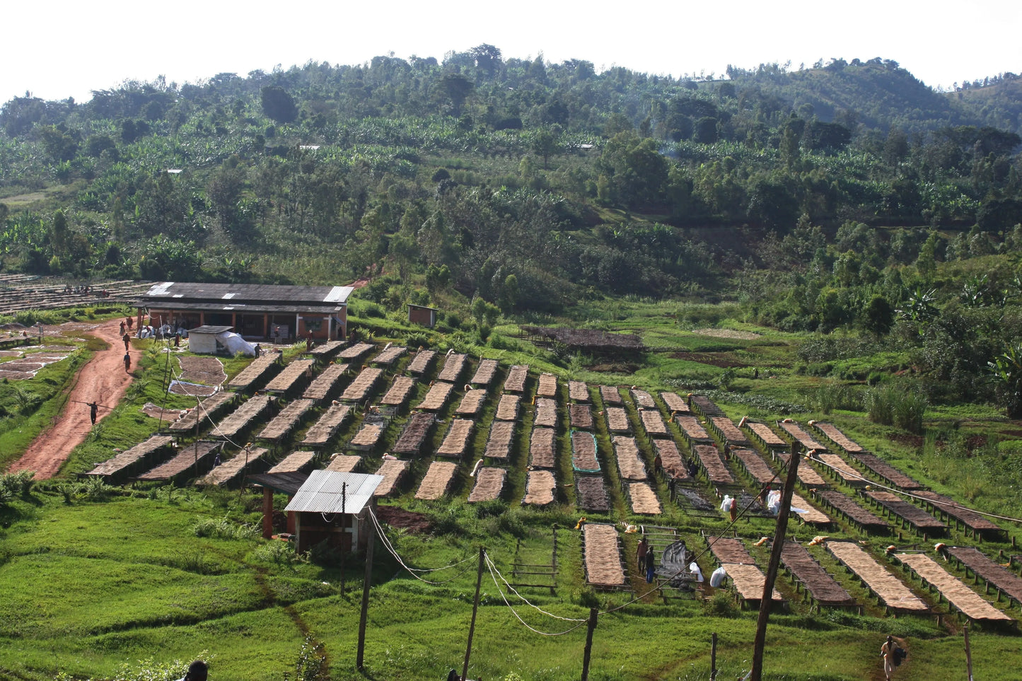 1904: Rwanda Uncharted Coffee Supply