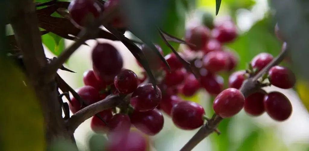 Colombia | Aromas Del Sur | Decaf Prevail Coffee